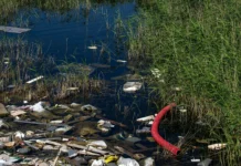 Yarrowia lipolytica и новые перспективы струвита от Пермского Политеха i novye perspektivy struvita ot permskogo politeha-ekaterinburgu-ru-0