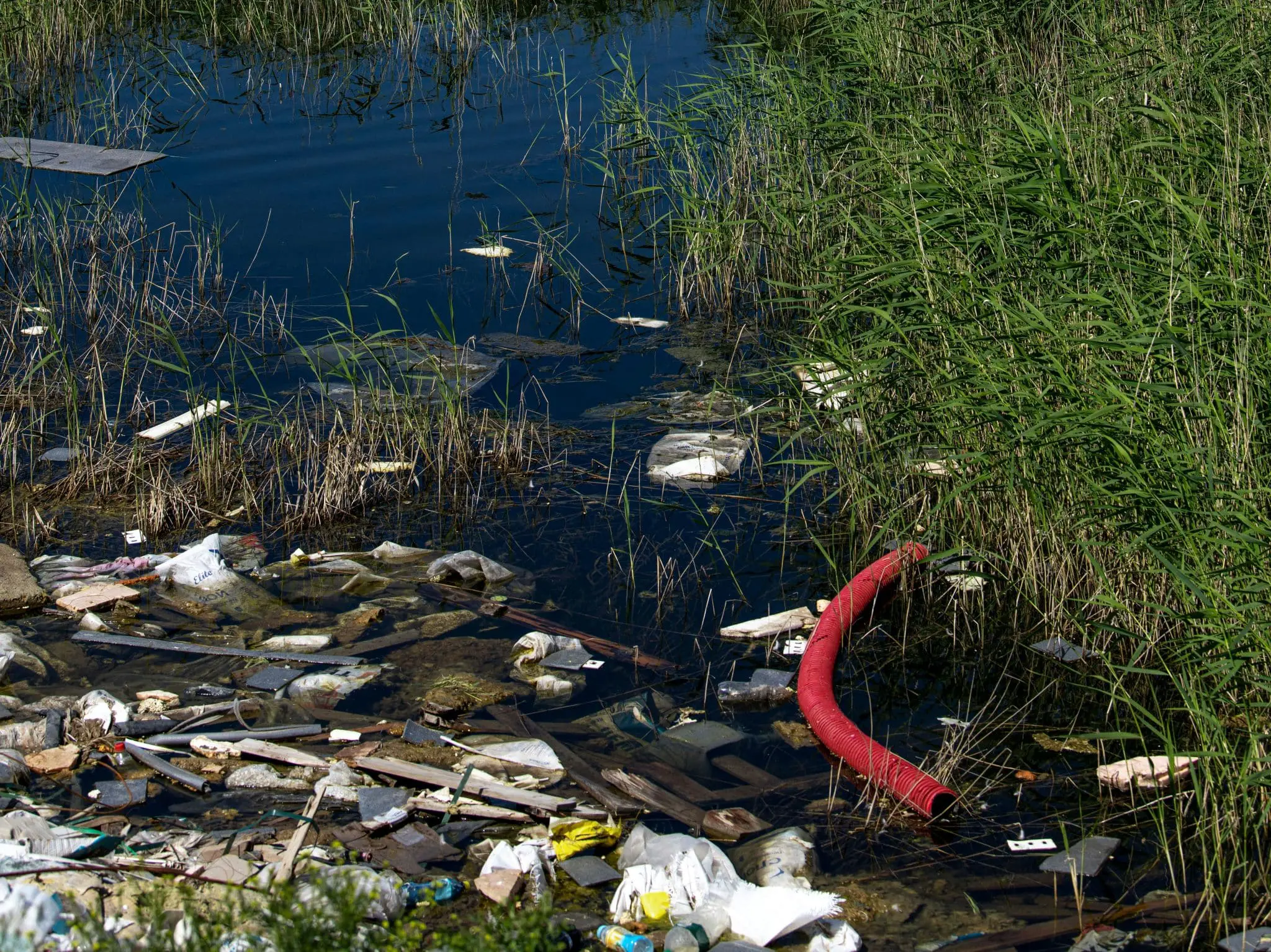 Yarrowia lipolytica и новые перспективы струвита от Пермского Политеха-0