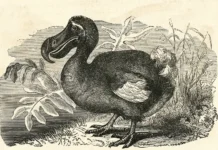 Colossal Biosciences и Питер Джексон вложат миллионы в возвращение мамонта i piter dzhekson vlozhat milliony v vozvrashhenie mamonta-ekaterinburgu-ru-0