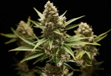 kak tgk iz marihuany vliyaet na zhenskuyu fertilnost i reproduktivnoe zdorove-ekaterinburgu-ru-0