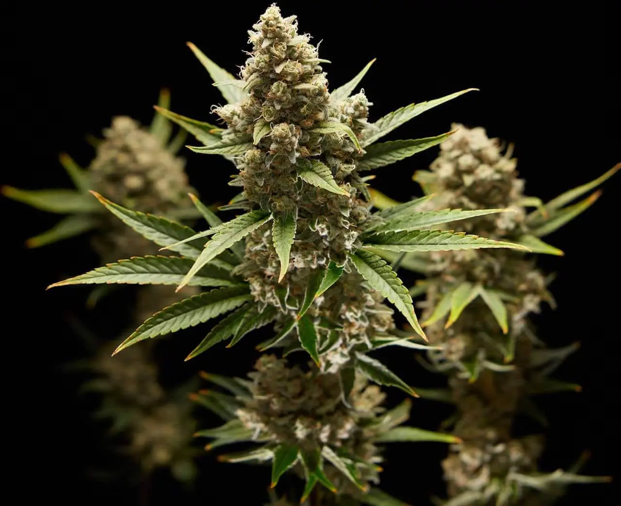 Как ТГК из марихуаны влияет на женскую фертильность и репродуктивное здоровье-0