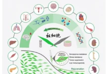 Китайская академия наук продемонстрировала потенциал FOXO3 для замедления старения макак kitajskaya akademiya nauk prodemonstrirovala potenczial 3 dlya zamedleniya stareniya makak-ekaterinburgu-ru-0