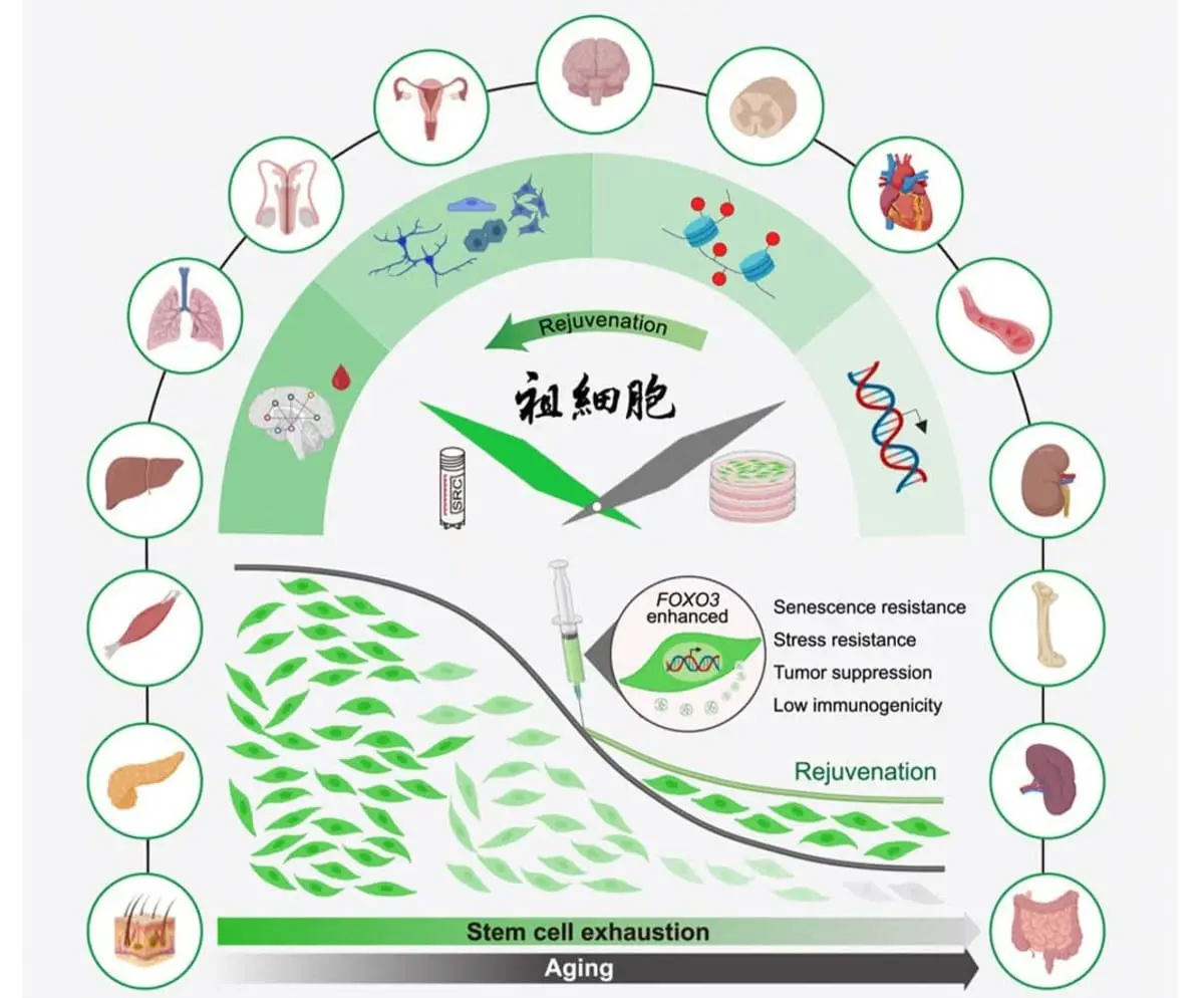 Китайская академия наук продемонстрировала потенциал FOXO3 для замедления старения макак-0