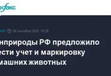 minprirody rf obyavilo o dostupnosti chipirovaniya dlya vladelczev zhivotnyh-ekaterinburgu-ru-0