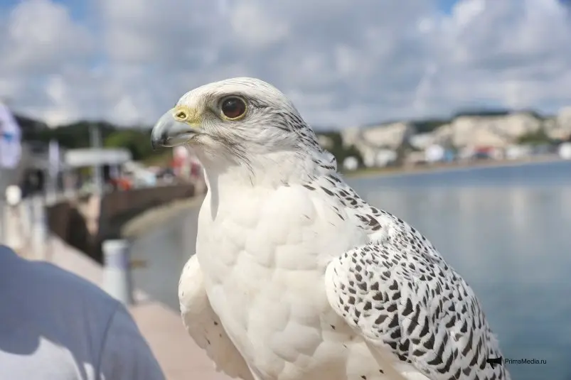 На ВЭФ-2025 рассказали о сохранении сокола и презентовали новый вид спорта ИА PrimaMedia