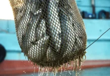 Росрыболовство и ВАРПЭ сообщают об рекордном улове лосося в России rosrybolovstvo i varpe soobshhayut ob rekordnom ulove lososya v rossii-ekaterinburgu-ru-0