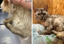 spasenie mejnkunov i zabota o zhivotnyh v priyute lyuberecz-ekaterinburgu-ru-0