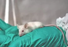 Томский государственный университет и партнеры разработали новый анальгетик tomskij gosudarstvennyj universitet i partnery razrabotali novyj analgetik-ekaterinburgu-ru-0