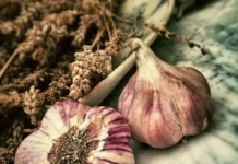 uchenye reu im plehanova i knr razrabotali zashhitu sosudov s chesnokom-ekaterinburgu-ru-0