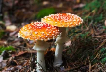 anastasiya agaeva iz sberzdorove rasskazala o riske botulizma pri gribah-ekaterinburgu-ru-0