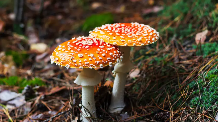 Терапевт Агаева назвала главный «красный флаг» при отравлении грибами