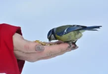 Андрей Резанов из МГПУ раскрывает секрет зимней помощи птицам в Москве! andrej rezanov iz mgpu raskryvaet sekret zimnej pomoshhi pticzam v moskve-ekaterinburgu-ru-0