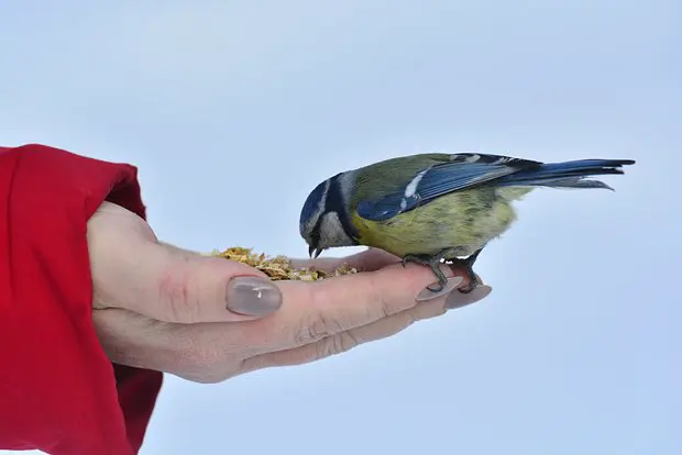 Вводная картинка