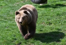 ДНК-анализ Университета Флориды оправдал медведя в истории с Максом Томасом dnkanaliz universiteta floridy opravdal medvedya v istorii s maksom tomasom-ekaterinburgu-ru-0