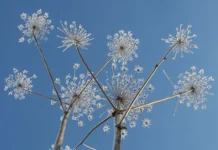 Эффективные рекомендации по борьбе с борщевиком – советы дачникам effektivnye rekomendaczii po borbe s borshhevikom sovety dachnikam-ekaterinburgu-ru-0