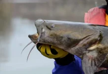 Голубой сом из реки Миссури принес Джорджу Томпсону рекорд штата Айова goluboj som iz reki missuri prines dzhordzhu tompsonu rekord shtata ajova-ekaterinburgu-ru-0