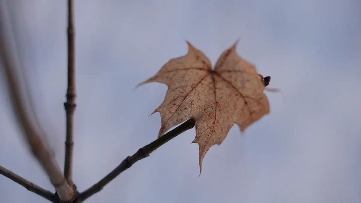 Юрист Русяев: Семье Усольцевых могут грозить статьи за мошенничество и ложный донос