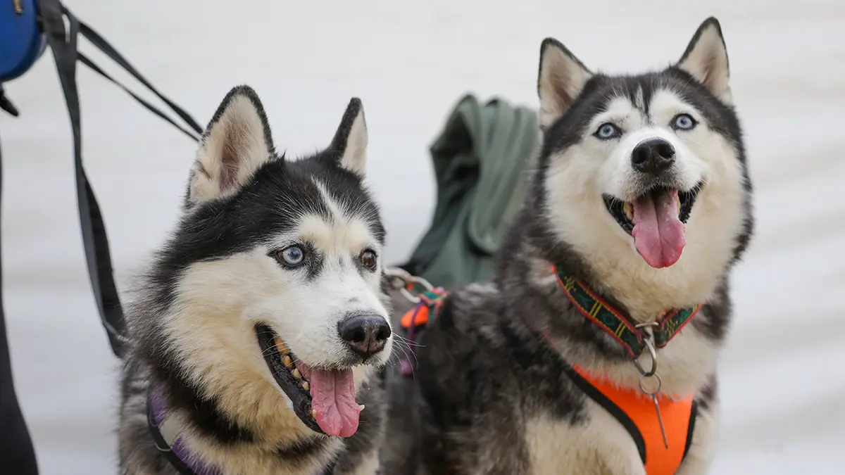 В ГД предложили ввести страховку для владельцев потенциально опасных собак
