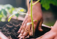 Никита Чаплин и Алексей Зубец о роли садоводства в жизни зумеров nikita chaplin i aleksej zubecz o roli sadovodstva v zhizni zumerov-ekaterinburgu-ru-0