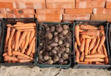 Никита Чаплин из Госдумы делится секретами хранения овощей до весны! nikita chaplin iz gosdumy delitsya sekretami hraneniya ovoshhej do vesny-ekaterinburgu-ru-0