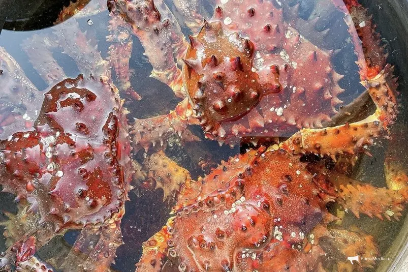 Живые крабы Мария Смитюк, ИА PrimaMedia