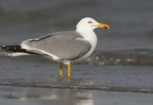 rost chislennosti chaekhohotunij i povedenie grachej v moskovskoj oblasti-ekaterinburgu-ru-0