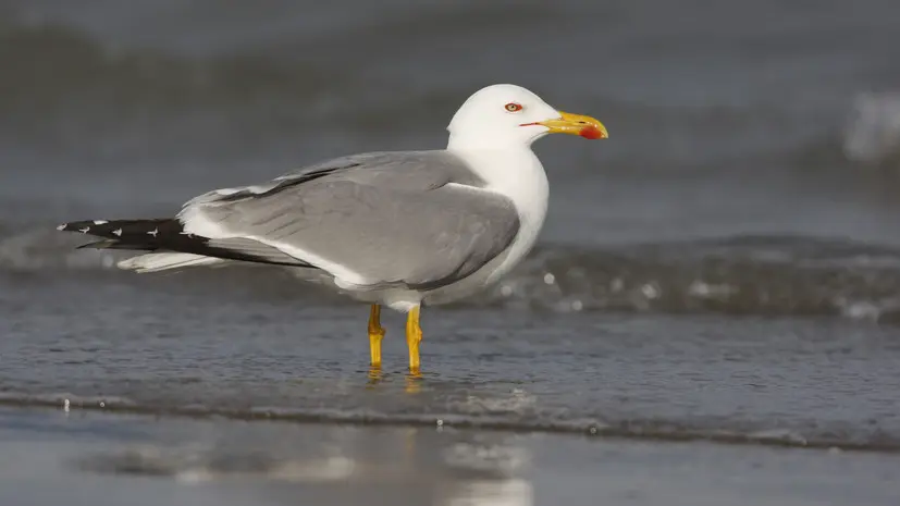 Орнитолог Коблик прокомментировал рост численности чаек-хохотуний в Подмосковье