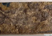 stalo znachitelnym otkrytiem v issledovaniyah otofizov-ekaterinburgu-ru-0