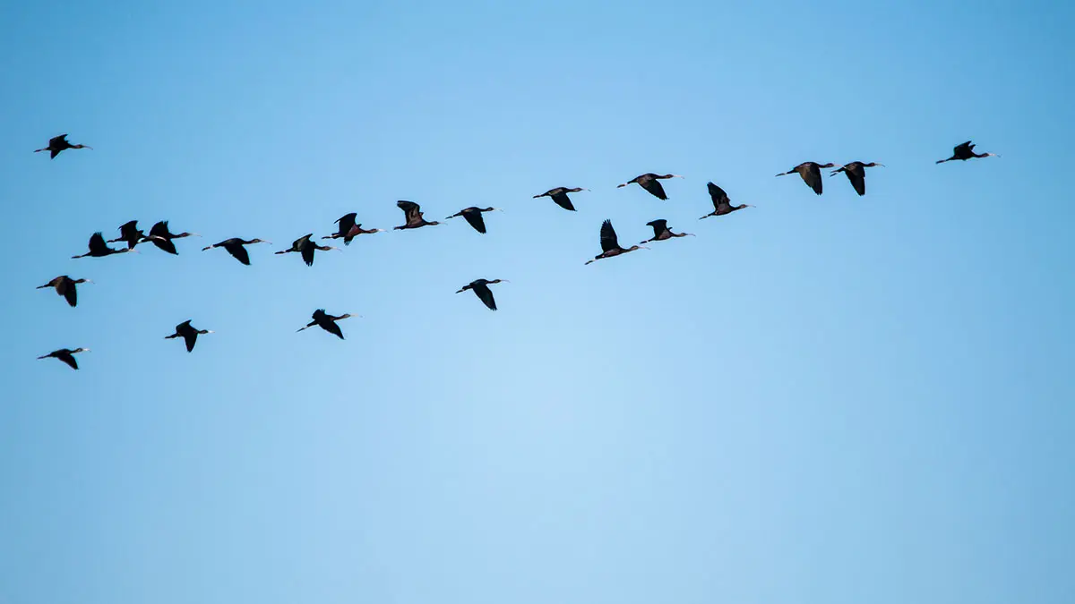 Почти 700 птицезащитных устройств появилось в Петербурге и Ленобласти