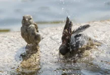 В селе Волково Благовещенского района Госохотинспекция спасла воробьев v sele volkovo blagoveshhenskogo rajona gosohotinspekcziya spasla vorobev-ekaterinburgu-ru-0