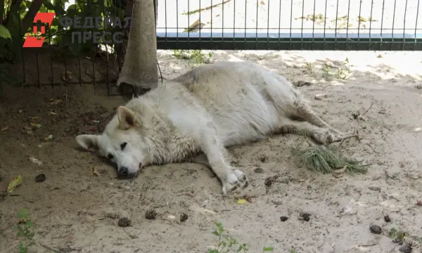 Юрий Шалабаев расширяет помощь приютам Нижнего Новгорода при поддержке Сострадание НН-0
