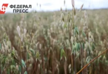 Агроэкспорт из России в Китай, Монголию и ОАЭ демонстрирует уверенный рост agroeksport iz rossii v kitaj mongoliyu i oae demonstriruet uverennyj rost-ekaterinburgu-ru-0