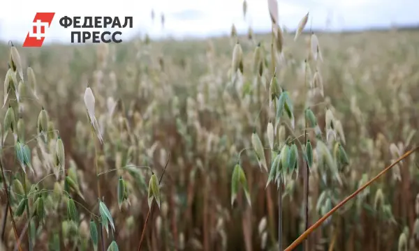 Агроэкспорт из России в Китай, Монголию и ОАЭ демонстрирует уверенный рост-0