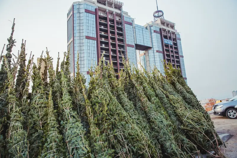 Продажа новогодних елок на Проспекте красоты Мария Бородина, ИА PrimaMedia