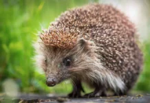 День пьяного ежика, Всемирный день сострадания и День Марса отмечают 28 ноября den pyanogo ezhika vsemirnyj den sostradaniya i den marsa otmechayut 28 noyabrya-ekaterinburgu-ru-0