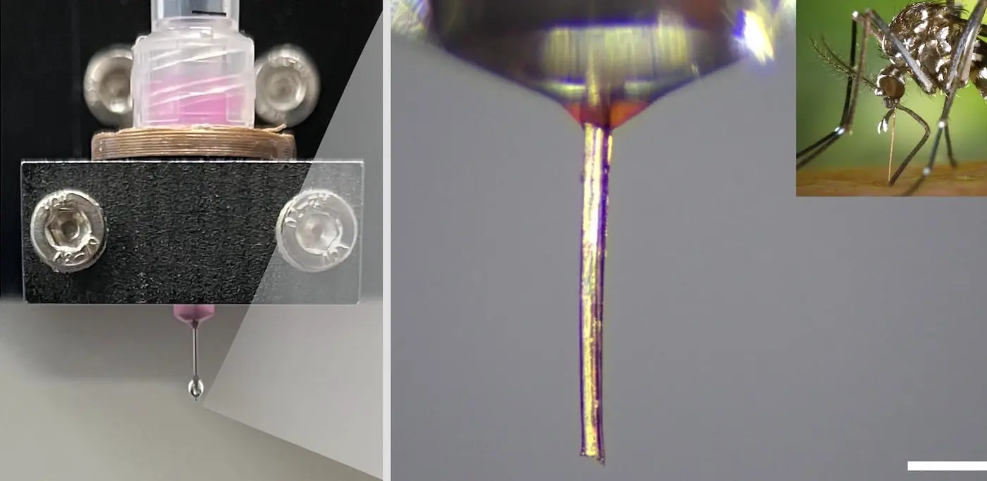 Хоботок комара предлагает новые перспективы для 3D-печати микроструктур-0