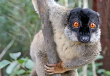 issledovaniya kortni borgerson pokazyvayut ugrozu burym lemuram i lemurom vari na madagaskare-ekaterinburgu-ru-0