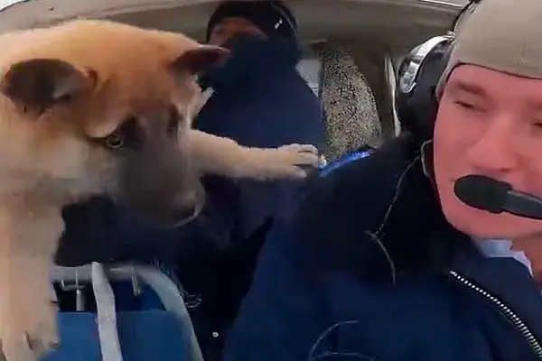 Вводная картинка