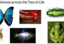 Как Каспер ван дер Коой выяснил, почему пчёлы редко видят блестящие цвета kak kasper van der kooj vyyasnil pochemu pchyoly redko vidyat blestyashhie czveta-ekaterinburgu-ru-0