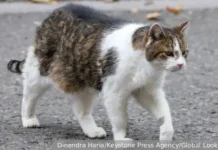 Кот Дэвида Кэмерона станет героем документального фильма о Ларри kot devida kemerona stanet geroem dokumentalnogo filma o larri-ekaterinburgu-ru-0