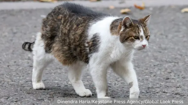 Про кота-мышелова Ларри с Даунинг-стрит снимут документальный фильм