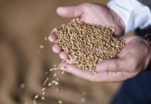 Минсельхоз сообщает о значительном росте экспортной пошлины на пшеницу minselhoz soobshhaet o znachitelnom roste eksportnoj poshliny na psheniczu-ekaterinburgu-ru-0