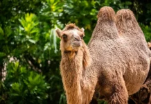Нанотела верблюдов открывают новые горизонты в лечении болезни Альцгеймера и шизофрении nanotela verblyudov otkryvayut novye gorizonty v lechenii bolezni alczgejmera i shizofrenii-ekaterinburgu-ru-0