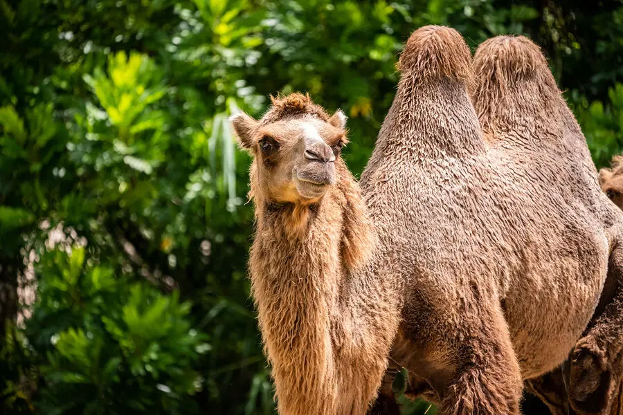 Нанотела верблюдов открывают новые горизонты в лечении болезни Альцгеймера и шизофрении-0