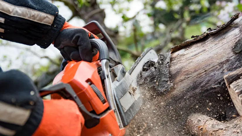 Адвокат Шалуба предупредила о штрафах за самовольный спил деревьев в СНТ