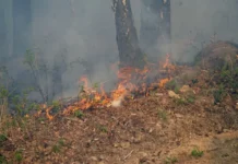 pravitelstvo primorya i mchs rossii uzhestochayut kontrol za bezopasnostyu v lesah kraya-ekaterinburgu-ru-0