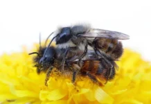 uppsalskij universitet i   raskryvayut sekrety pola u nasekomyh-ekaterinburgu-ru-0