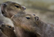 В Московском зоопарке пройдет увлекательная викторина про капибар v moskovskom zooparke projdet uvlekatelnaya viktorina pro kapibar-ekaterinburgu-ru-0