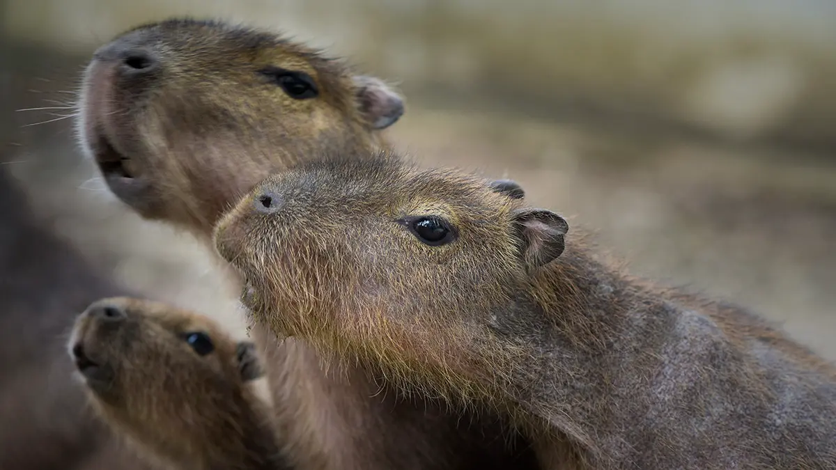 В проекте с трансляциями из Московского зоопарка появилась викторина о капибарах