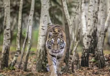 В Приморском крае встреча с тигром шокировала жителей Владимиро-Петровки, а в Новосибирске проявилась отважная любовь v primorskom krae vstrecha s tigrom shokirovala zhitelej vladimiropetrovki a v novosibirske proyavilas otvazhnaya lyubov-ekaterinburgu-ru-0